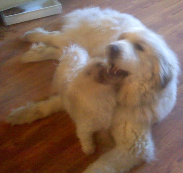 Song with her Maltese playmate