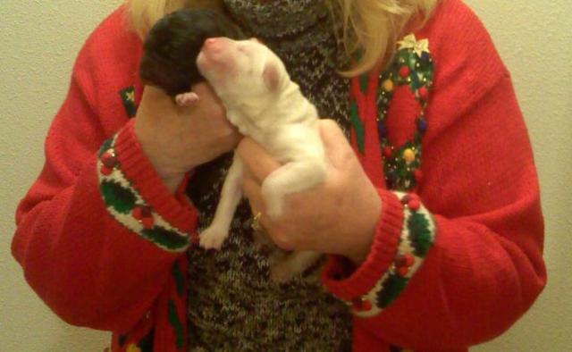 wife with 2 pups 1202021720c