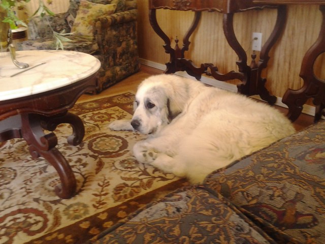 Song getting ready for a shedding