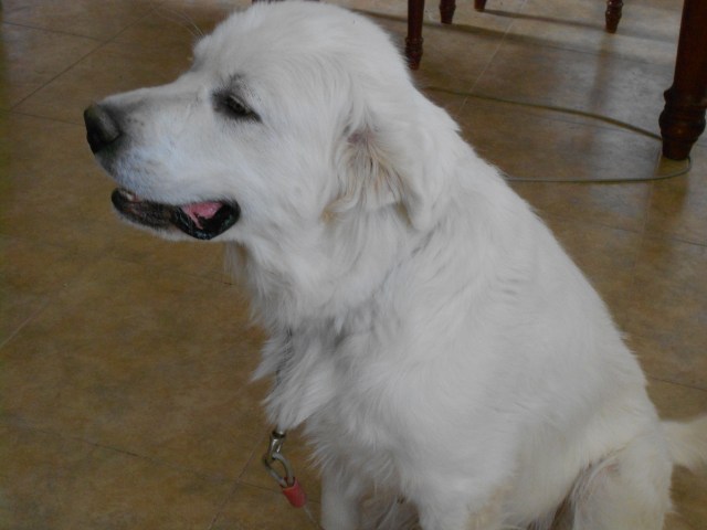 Petunia in July of 2015