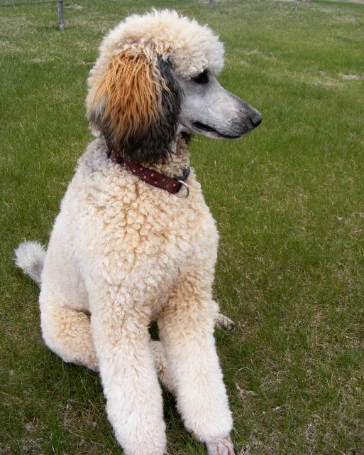 sable poodle