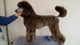 sable poodle
