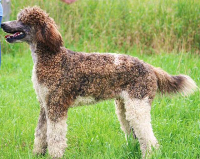 brindle poodle