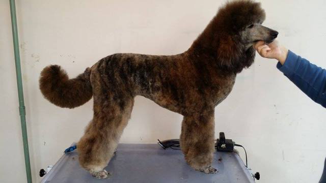 brindle poodle