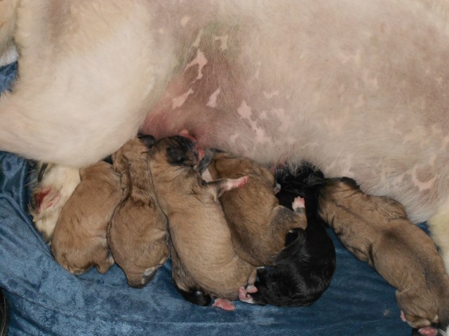 2 black and 7 fawn color