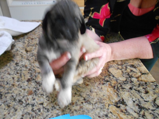 Samson (formerly Augustus)