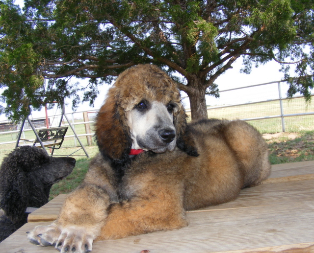 9 week brindle poodle