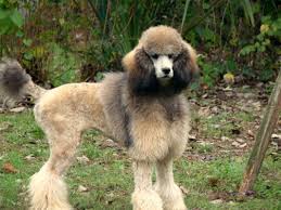 sable poodle