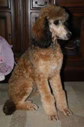 sable poodle