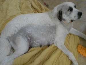 song pups lounging looks up