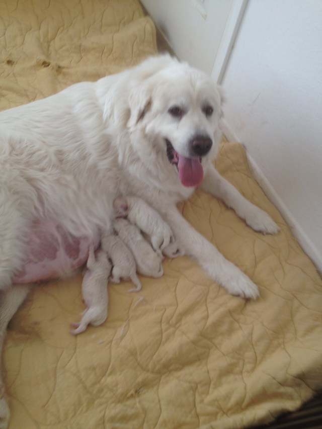 Petunia w pups summer 2017